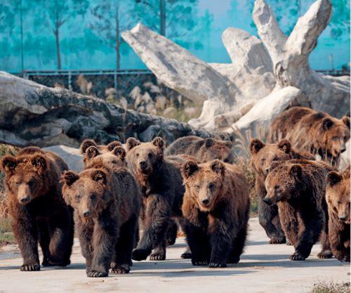 海南动物园爆料案件最新 第3张 海南动物园爆料案件最新 第3张